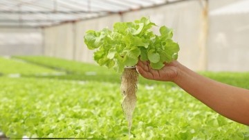 Orgânica, hidropônica, embalada ou in natura: afinal, existe uma hortaliça mais segura?