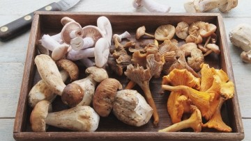 Grupo de pesquisadores investiga cogumelos comestíveis da Mata Atlântica