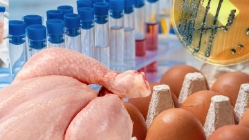 Até 30% dos frangos podem estar contaminados por Salmonella; saiba como se proteger